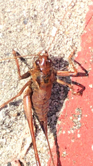 Antaxius spinibrachius