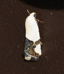 Ponometia cuta