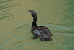 Phalacrocorax carbo