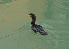 Phalacrocorax carbo