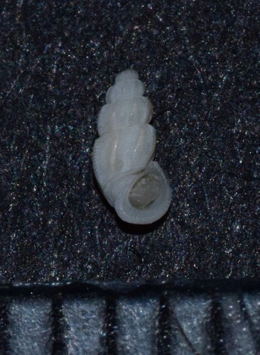 Representative image of Manzonia