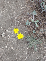 Agoseris apargioides