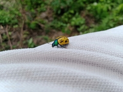 Leptinotarsa flavitarsis