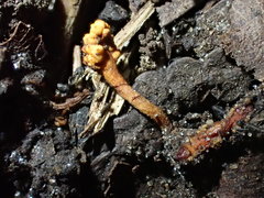 Ophiocordyceps variabilis