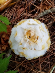 Ciborinia camelliae