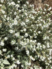 Johnstonella