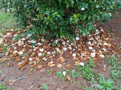 Ciborinia camelliae