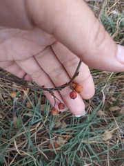 Cotoneaster integerrimus