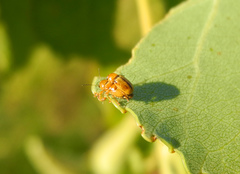 Cryptocephalus fulvus