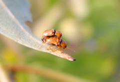 Cryptocephalus fulvus