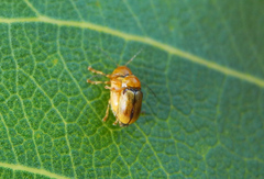 Cryptocephalus fulvus