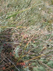 Cotoneaster integerrimus