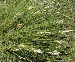 Poa astonii