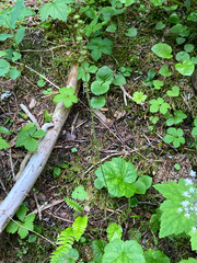 Pectiantia pentandra