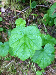 Pectiantia pentandra