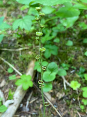 Pectiantia pentandra