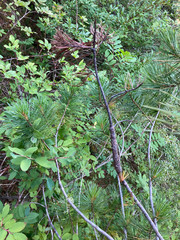 Cronartium ribicola