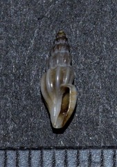 Mangelia costulata