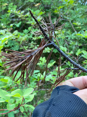 Cronartium ribicola