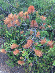 Cronartium ribicola