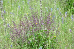 Salvia judaica