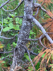 Cronartium ribicola