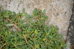 Portulaca oleracea