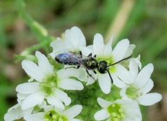 Lasioglossum nitidulum