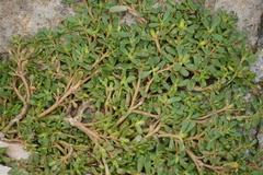 Portulaca oleracea