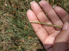 Pseudoroegneria strigosa