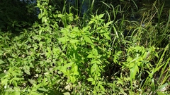 Bidens frondosa