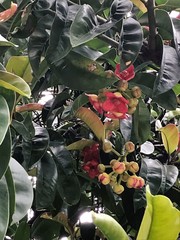 Garcinia atroviridis