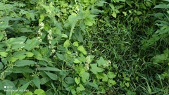 Echinocystis lobata