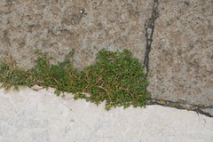 Portulaca oleracea