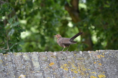 Turdus merula