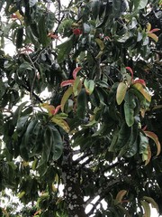 Garcinia atroviridis