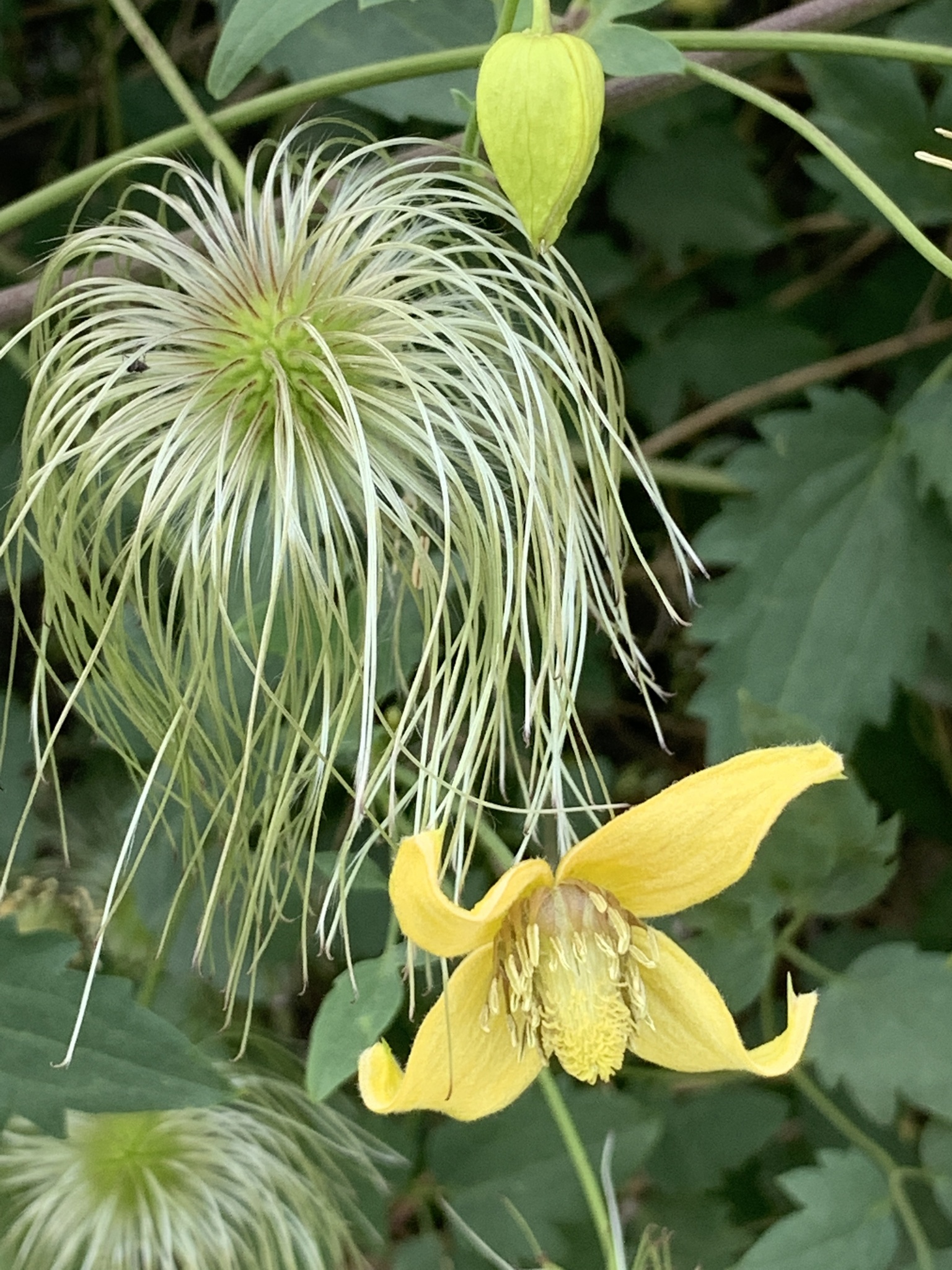 Clematis orientalis