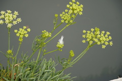 Crithmum maritimum