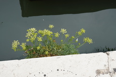 Crithmum maritimum