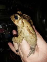 Sclerophrys pardalis