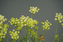 Crithmum maritimum