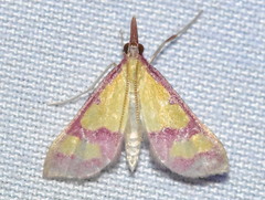 Choristostigma roseopennalis