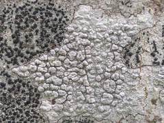 Pertusaria leioplaca