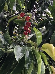 Garcinia atroviridis