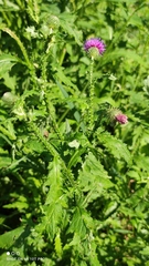 Carduus crispus
