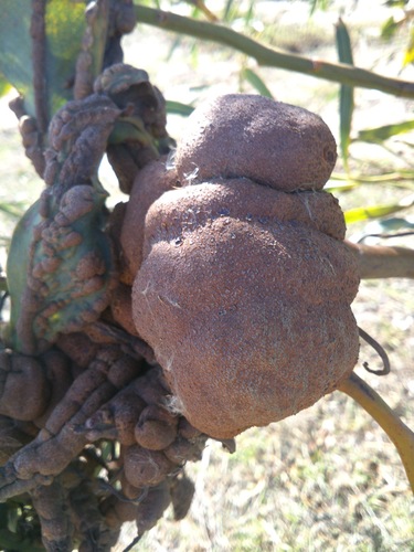 Uromycladium tepperianum image