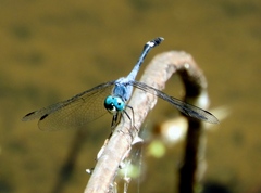 Micrathyria aequalis