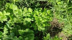 Heracleum sosnowskyi