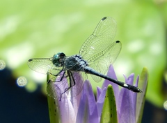 Micrathyria aequalis