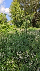 Carduus crispus